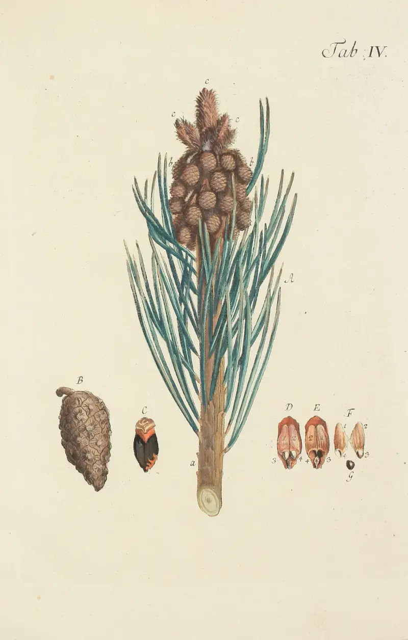 Avbildning av vilda träd, buskar och buskväxter pl. 4 av Carl Christoph Oelhafen von Schöllenbach