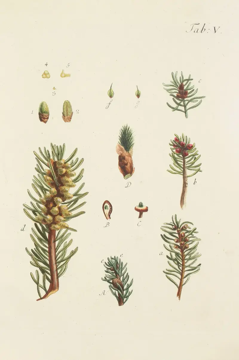 Avbildning av vilda träd, buskar och buskväxter, plansch 005 av Carl Christoph Oelhafen von Schöllenbach