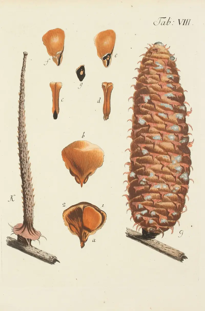 Avbildning av vilda träd, buskar och buskväxter, plansch 8 av Carl Christoph Oelhafen von Schöllenbach