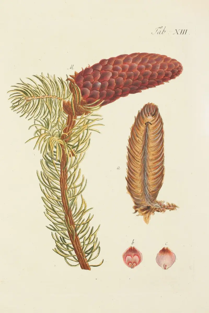 Abbildung der wilden Bäume, Stauden und Buschgewächse Pl.013 av Carl Christoph Oelhafen von Schöllenbach