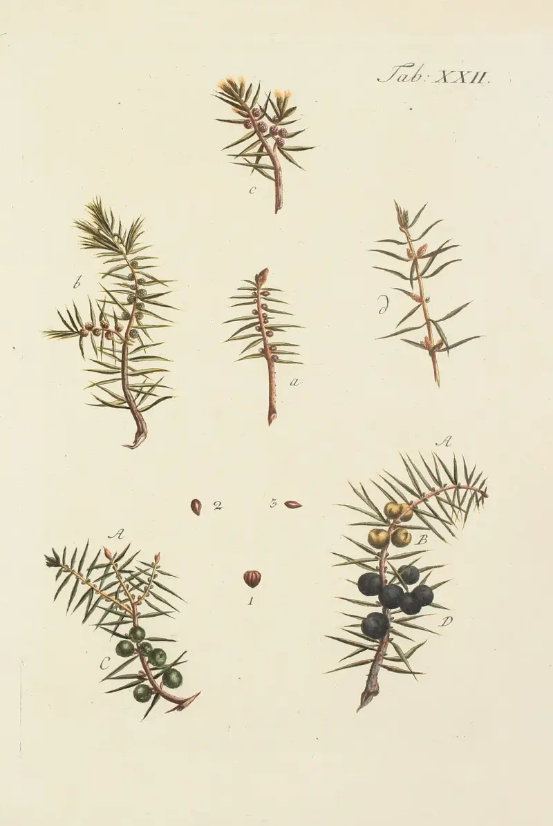 Avbildning av vilda träd, buskar och snårväxter, pl. 22 av Carl Christoph Oelhafen von Schöllenbach