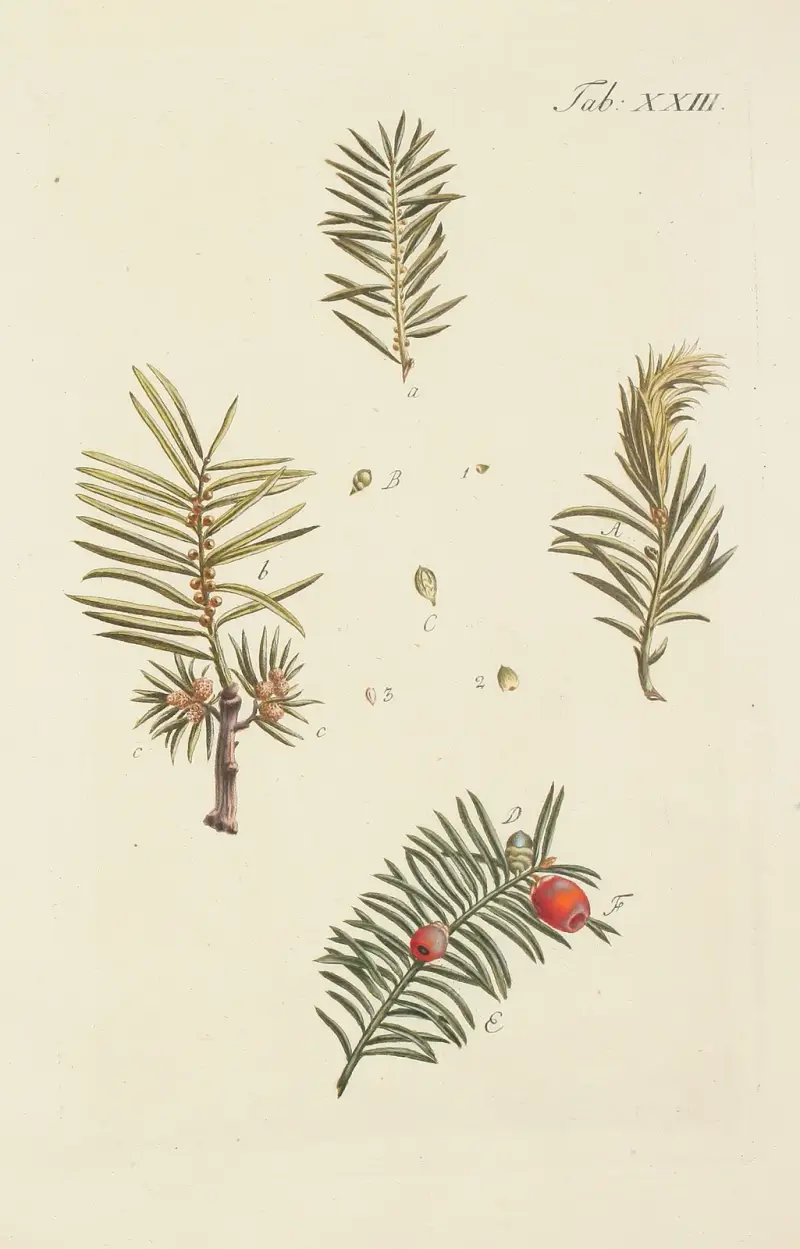 Avbildning av vilda träd, buskar och buskväxter, pl. 23 av Carl Christoph Oelhafen von Schöllenbach