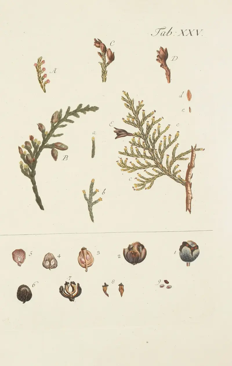 Avbildning av vilda träd, buskar och buskväxter, pl. 025 av Carl Christoph Oelhafen von Schöllenbach