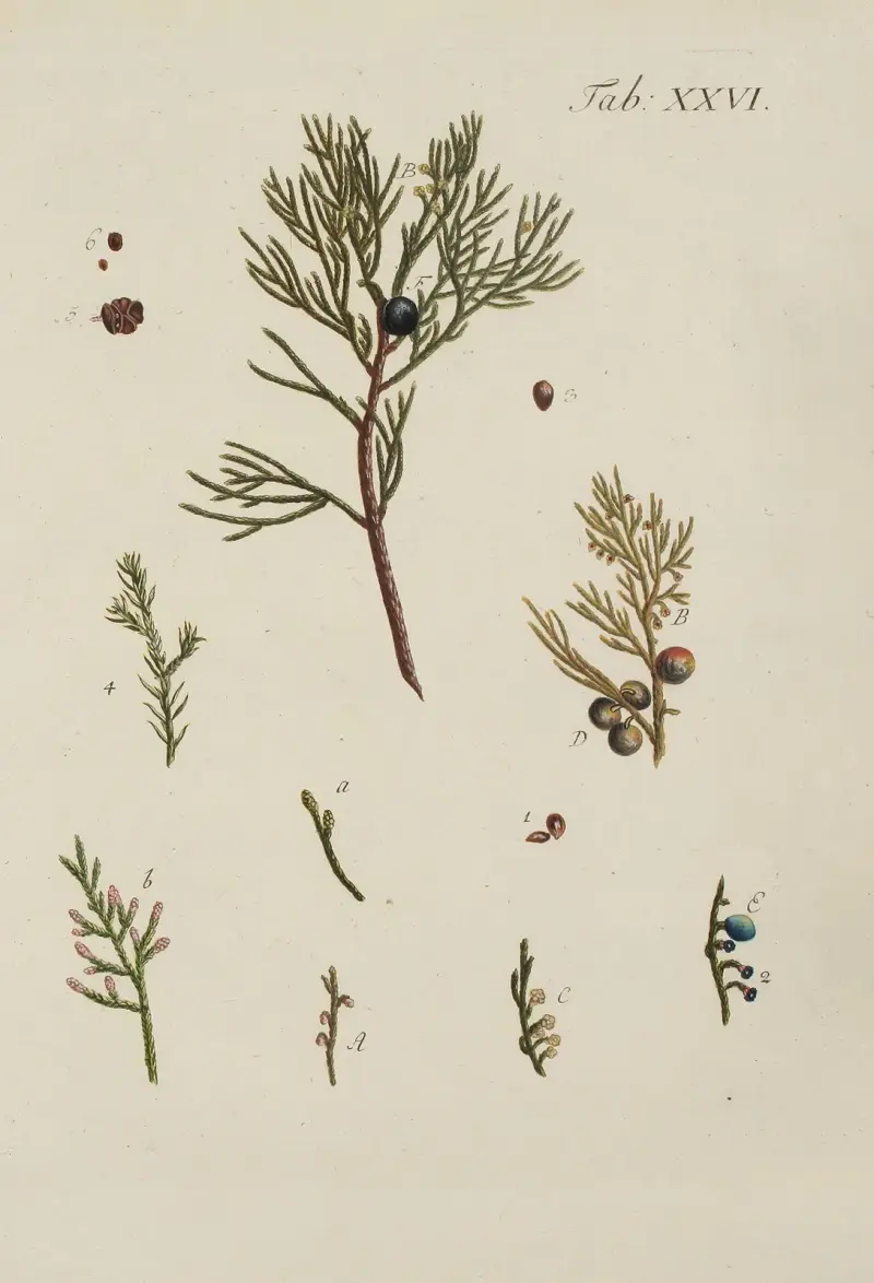Avbildning av vilda träd, buskar och snårväxter Pl.026 av Carl Christoph Oelhafen von Schöllenbach