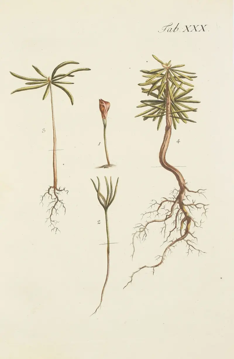 Avbildning av vilda träd, buskar och buskväxter, plansch 030 av Carl Christoph Oelhafen von Schöllenbach