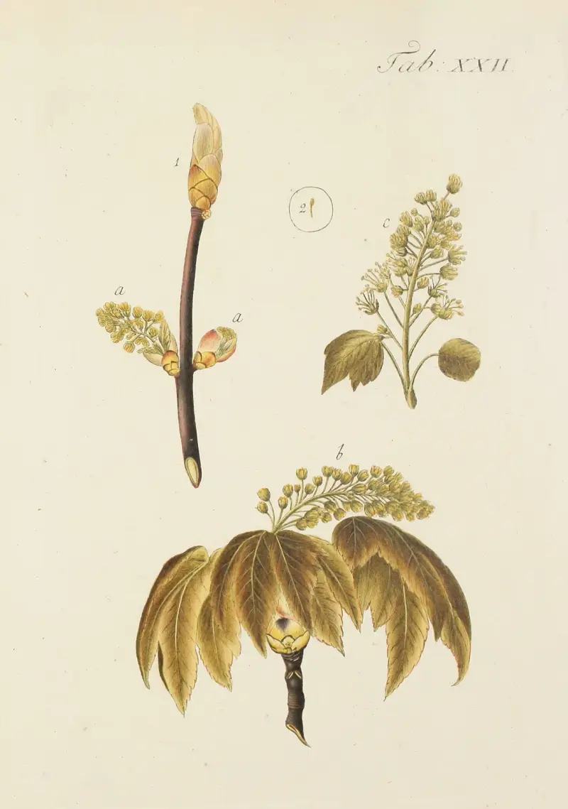 Abbildung der wilden Bäume, Stauden und Buschgewächse Pl.056 av Carl Christoph Oelhafen von Schöllenbach
