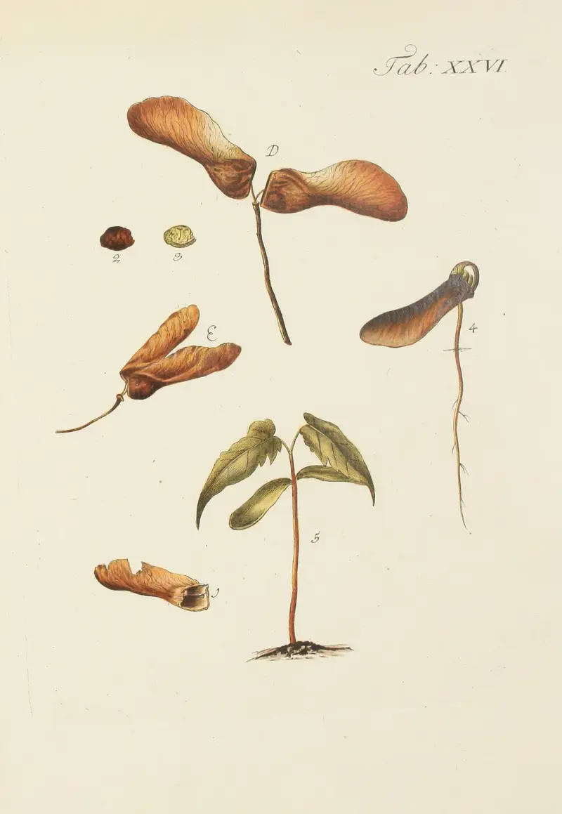 Abbildung der wilden Bäume, Stauden und Buschgewächse Pl.060 av Carl Christoph Oelhafen von Schöllenbach