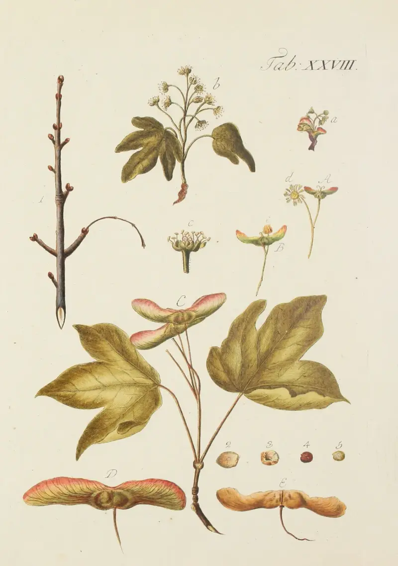 Avbildning av vilda träd, buskar och buskväxter, plansch 062 av Carl Christoph Oelhafen von Schöllenbach