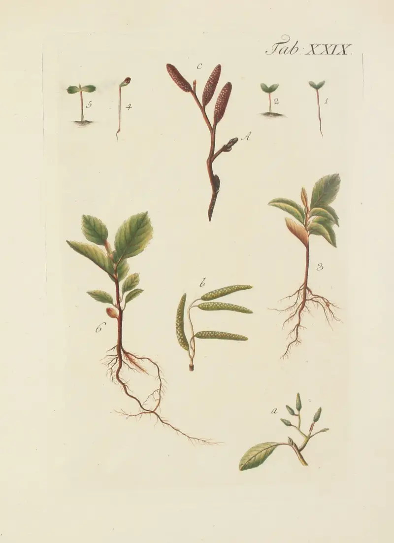 Abbildung der wilden Bäume, Stauden und Buschgewächse Pl.063 av Carl Christoph Oelhafen von Schöllenbach