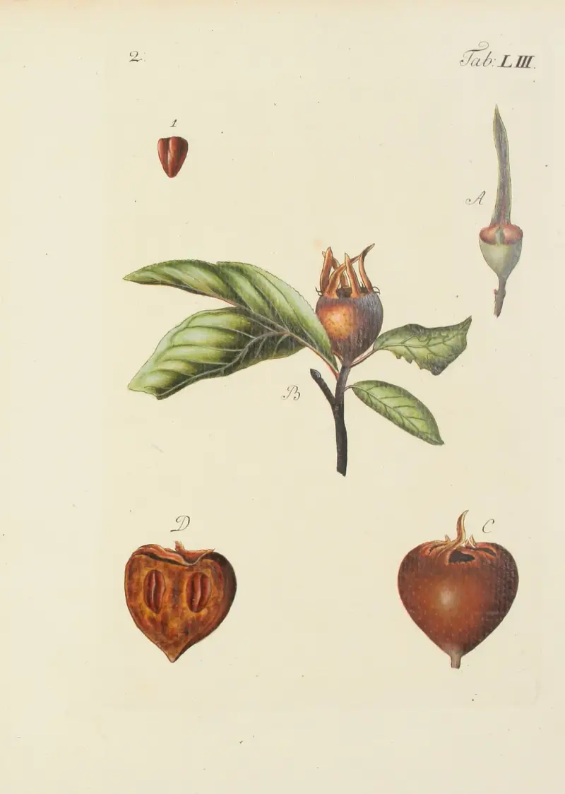 Abbildung der wilden Bäume, Stauden und Buschgewächse Pl.088 av Carl Christoph Oelhafen von Schöllenbach