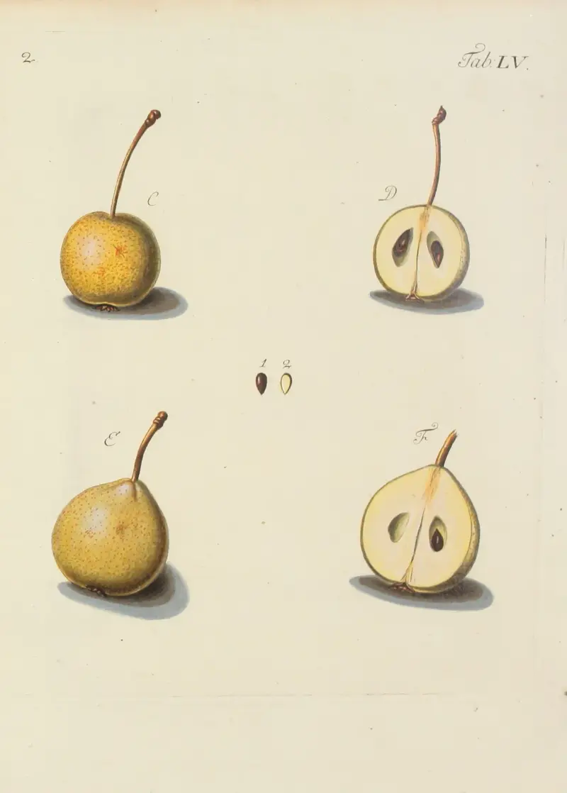 Abbildung der wilden Bäume, Stauden und Buschgewächse Pl.090 von Carl Christoph Oelhafen von Schöllenbach