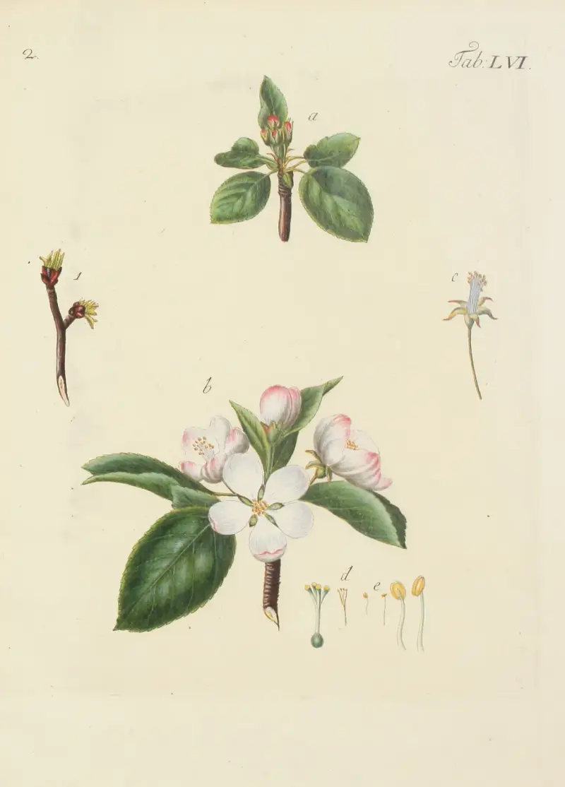 Abbildung der wilden Bäume, Stauden und Buschgewächse Pl.091 av Carl Christoph Oelhafen von Schöllenbach