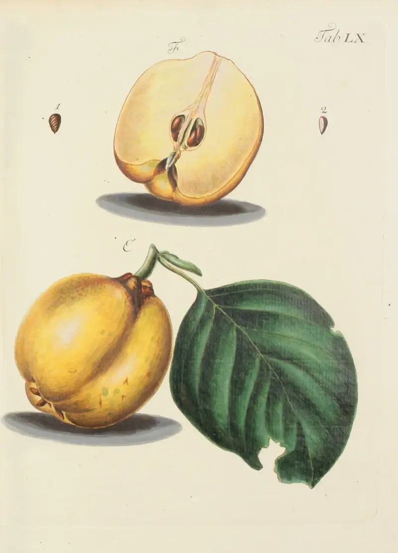 Abbildung der wilden Bäume, Stauden und Buschgewächse Pl.095 av Carl Christoph Oelhafen von Schöllenbach