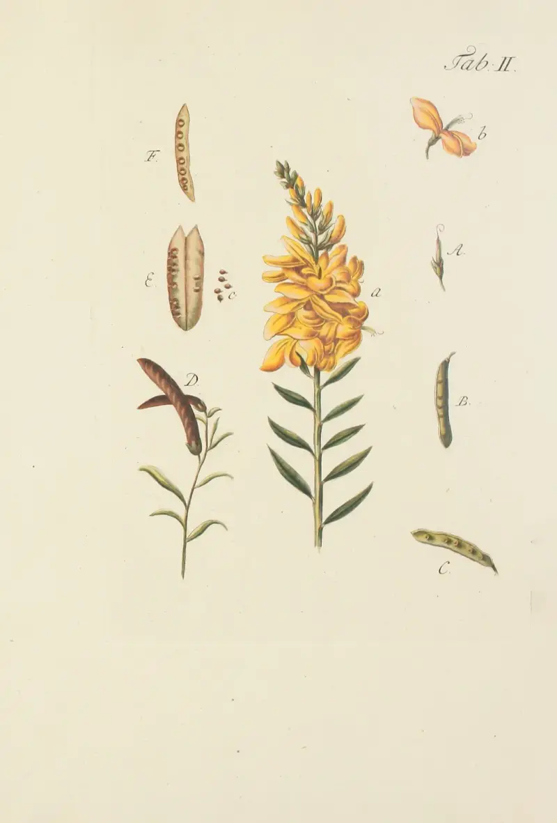 Abbildung der wilden Bäume, Stauden und Buschgewächse Pl.113 av Carl Christoph Oelhafen von Schöllenbach