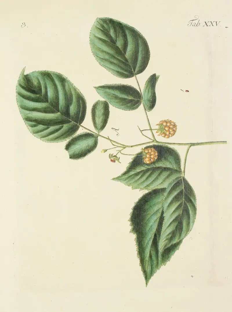 Ilustracja dzikich drzew, krzewów i roślin zaroślowych, tabl. 136, Carl Christoph Oelhafen von Schöllenbach