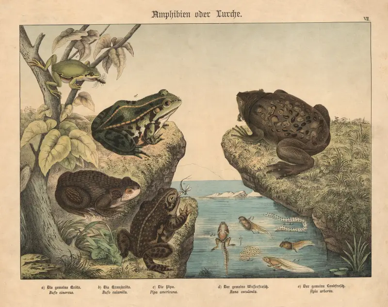 Amphibien oder Lurche von Gotthilf Heinrich von Schubert