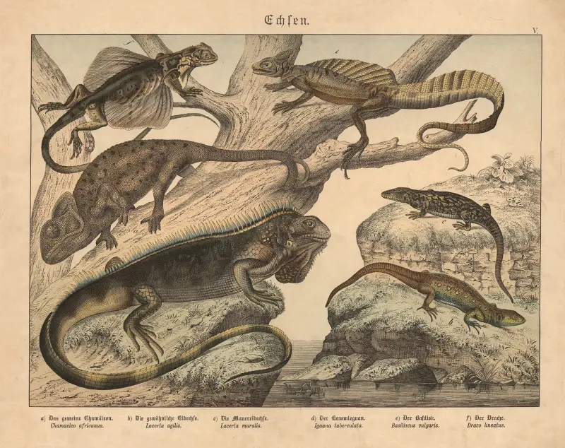 Echsen. a) Das gemeine Chamäleon, b) Die gewöhnliche Eidechse, c) Die Mauereidechse, d) Der Kammleguan av Gotthilf Heinrich von Schubert