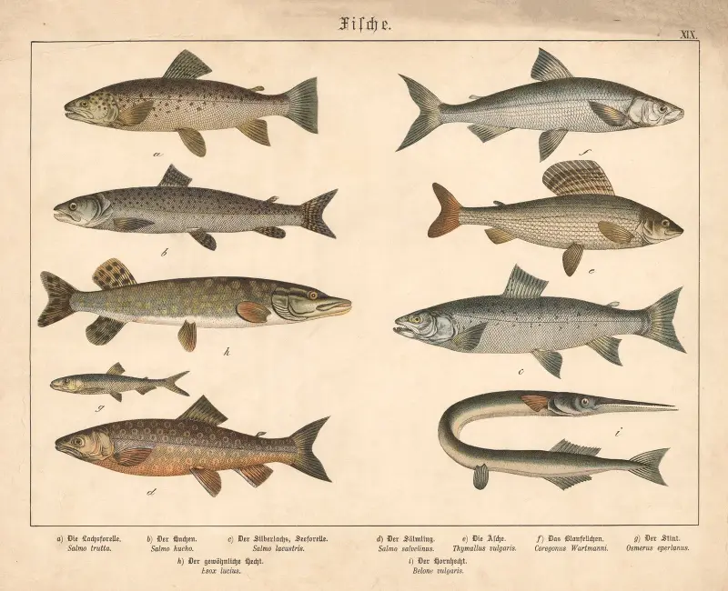 Fische. a) Die Lachsforelle, b) Der Huchen, c) Der Silberlachs, Seeforelle av Gotthilf Heinrich von Schubert
