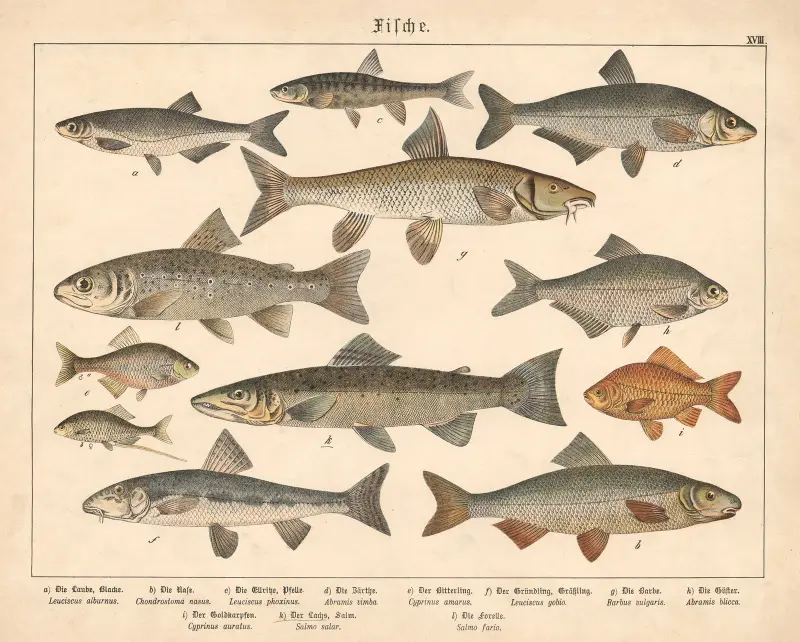 Fische. a) Die Laube, Blacke, b) Die Nase, c) Die Ellrisse, Pfelle, d) Die Zärthe, e) Der Bitterling, f) Der Gründling, Grässling av Gotthilf Heinrich von Schubert