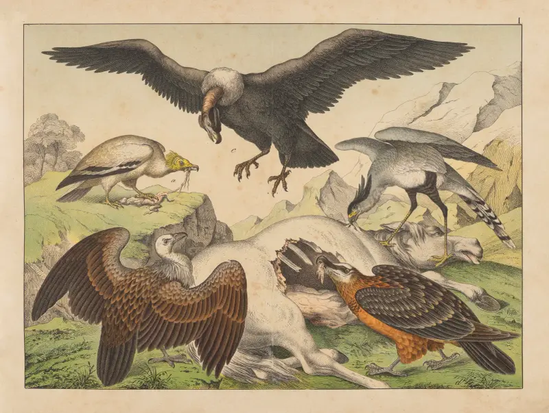 Historja naturalna ptakow (Natural history of birds) Pl.01 av Gotthilf Heinrich von Schubert