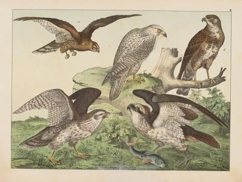 Historja naturalna ptakow (Natural history of birds) Pl.03 av Gotthilf Heinrich von Schubert