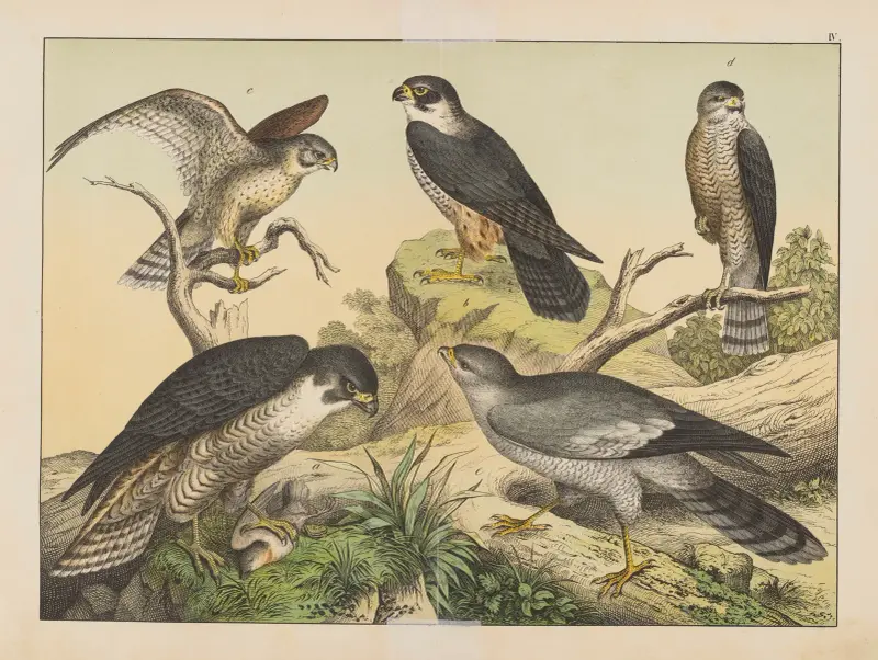Historja naturalna ptakow (Natural history of birds) Pl.04 av Gotthilf Heinrich von Schubert