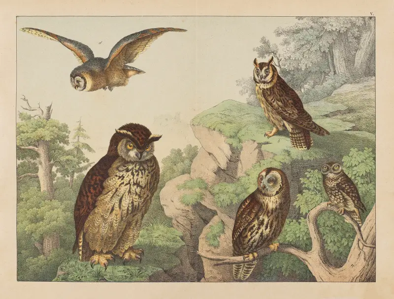 Historja naturalna ptakow (Natural history of birds) Pl.05 av Gotthilf Heinrich von Schubert