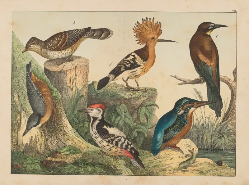Historja naturalna ptakow (Natural history of birds) Pl.08 av Gotthilf Heinrich von Schubert