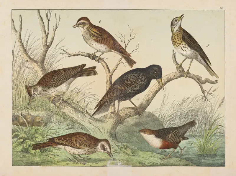 Historja naturalna ptakow (Natural history of birds) Pl.12 av Gotthilf Heinrich von Schubert