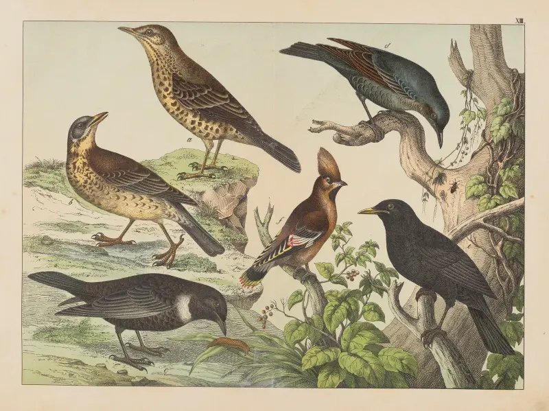 Historja naturalna ptakow (Natural history of birds) Pl.13 av Gotthilf Heinrich von Schubert