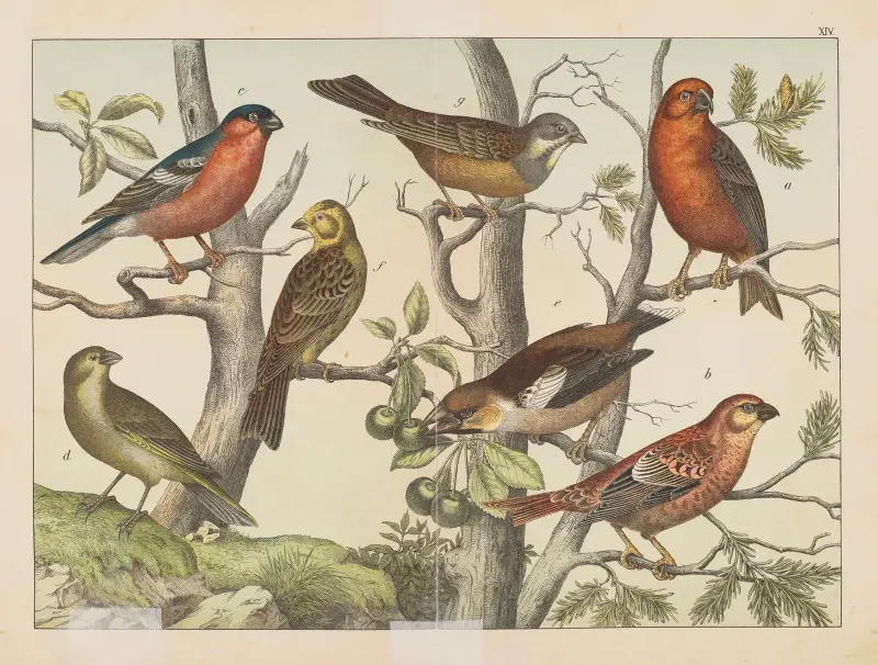 Historja naturalna ptakow (Natural history of birds) Pl.14 av Gotthilf Heinrich von Schubert