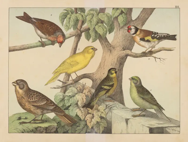 Historja naturalna ptakow (Natural history of birds) Pl.16 av Gotthilf Heinrich von Schubert