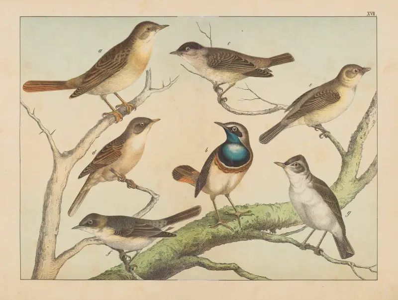Historja naturalna ptakow (Natural history of birds) Pl.17 av Gotthilf Heinrich von Schubert