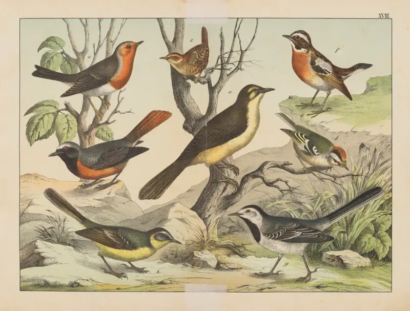 Historja naturalna ptakow (Natural history of birds) Pl.18 av Gotthilf Heinrich von Schubert