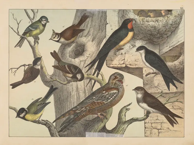 Fåglarnas naturalhistoria, plansch 19 av Gotthilf Heinrich von Schubert