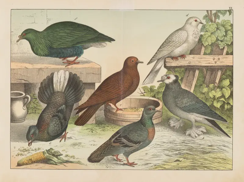 Historja naturalna ptakow (Natural history of birds) Pl.20 av Gotthilf Heinrich von Schubert