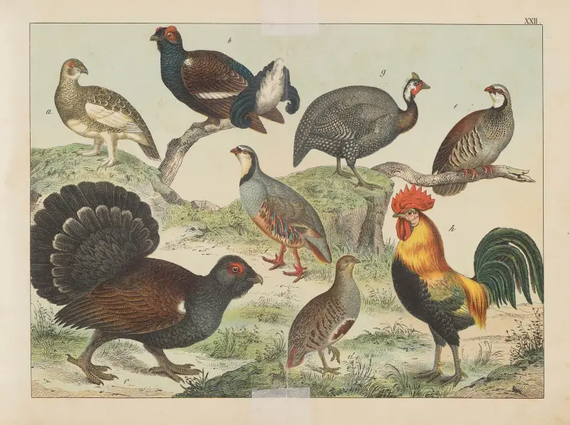 Historja naturalna ptakow (Natural history of birds) Pl.22 av Gotthilf Heinrich von Schubert