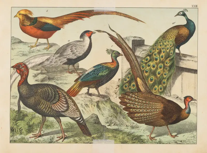 Historia naturalna ptaków (Natural history of birds) Pl.23, Gotthilf Heinrich von Schubert