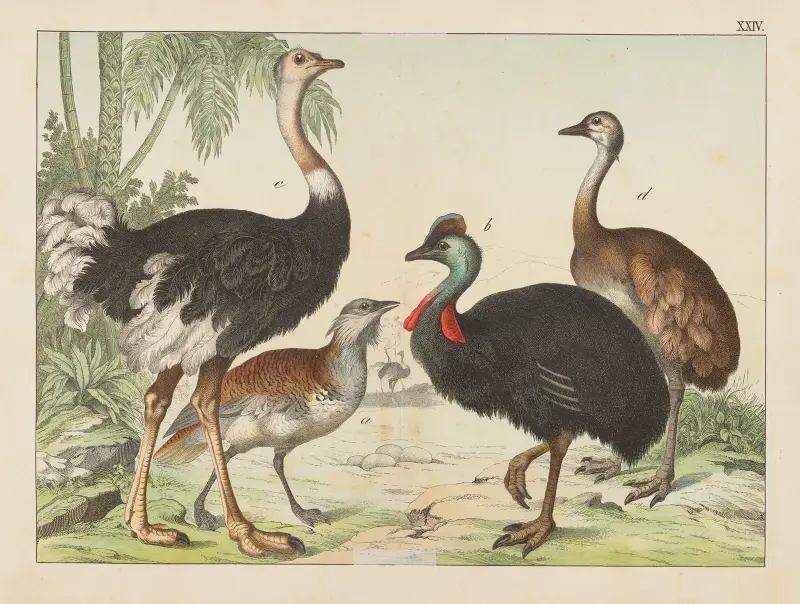 Naturgeschichte der Vögel, Tafel 24 von Gotthilf Heinrich von Schubert