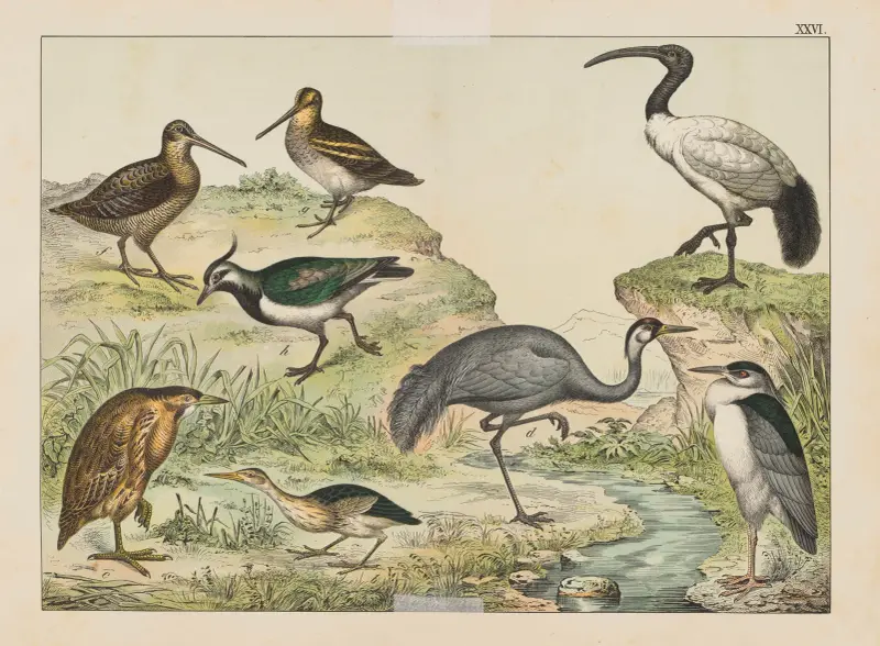 Historja naturalna ptakow (Natural history of birds) Pl.26 av Gotthilf Heinrich von Schubert