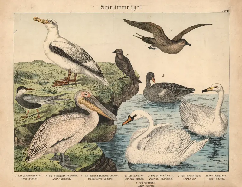 Schwimmvögel – Nr. 1 von Gotthilf Heinrich von Schubert