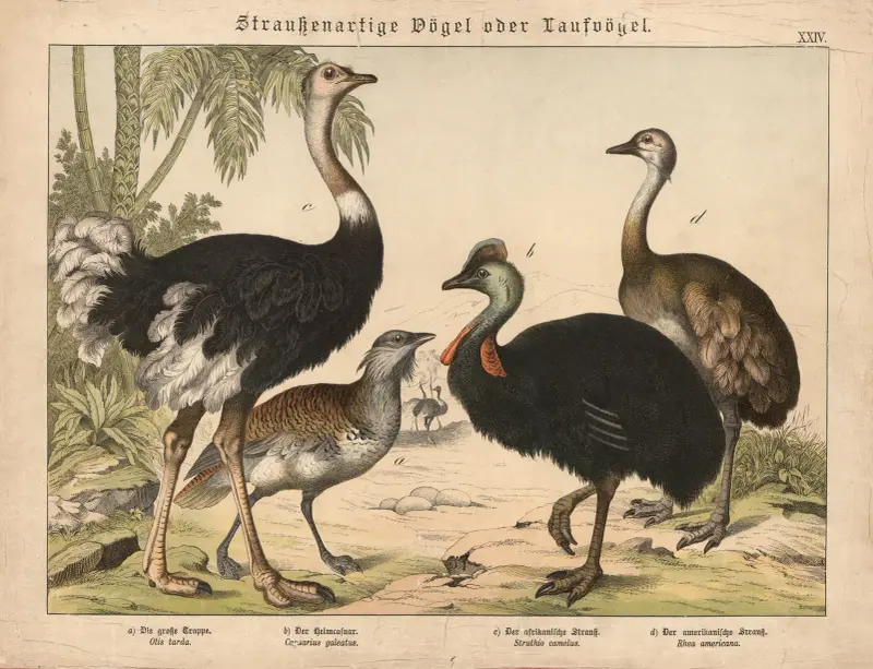 Straussenartige Vögel oder Laufvögel von Gotthilf Heinrich von Schubert