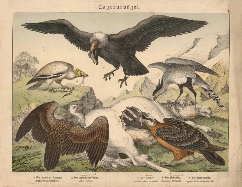 Tagraubvögel. a) Der schmutzige Aasgeier, b) Der weissköpfige Geier, c) Der Condor, d) Der Bartgeier, e) Der Kranichgeier av Gotthilf Heinrich von Schubert