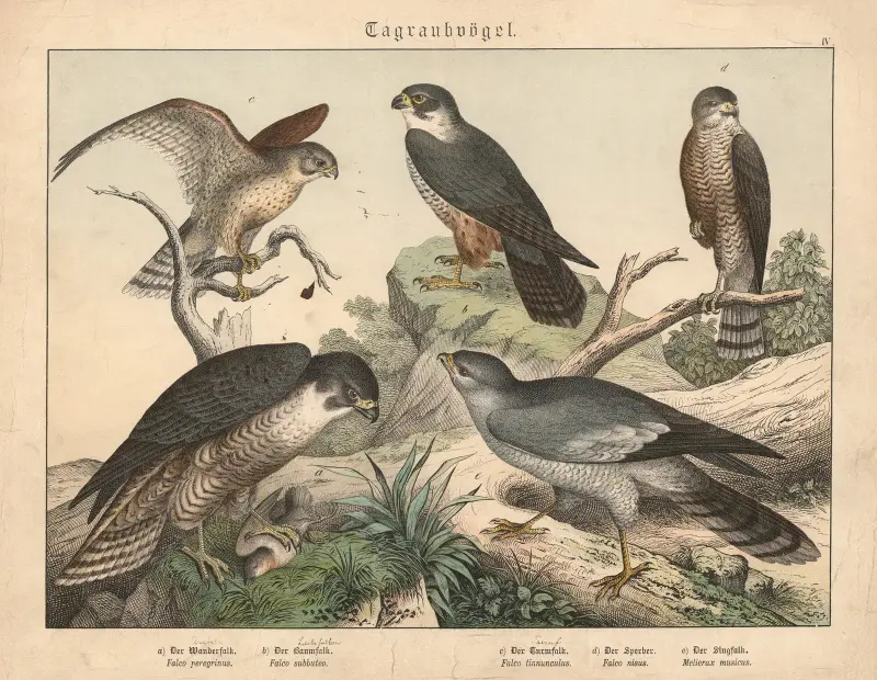 Tagraubvögel. a) Der Wanderfalk, b) Der Baumfalk, c) Der H Turmfalk, d) Der Sperber, e) Der Singfalk av Gotthilf Heinrich von Schubert