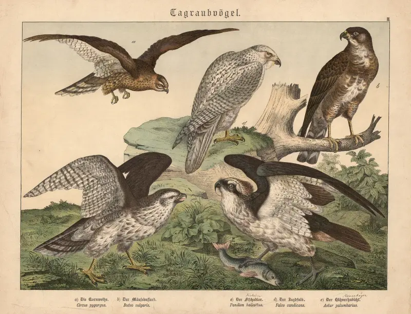 Tagraubvögel. a) Die Kornweihe, b) Der Mäusebussard, c) Der Fischadler, d) Der Jagdfalk, e) Der Hühnerhabicht av Gotthilf Heinrich von Schubert