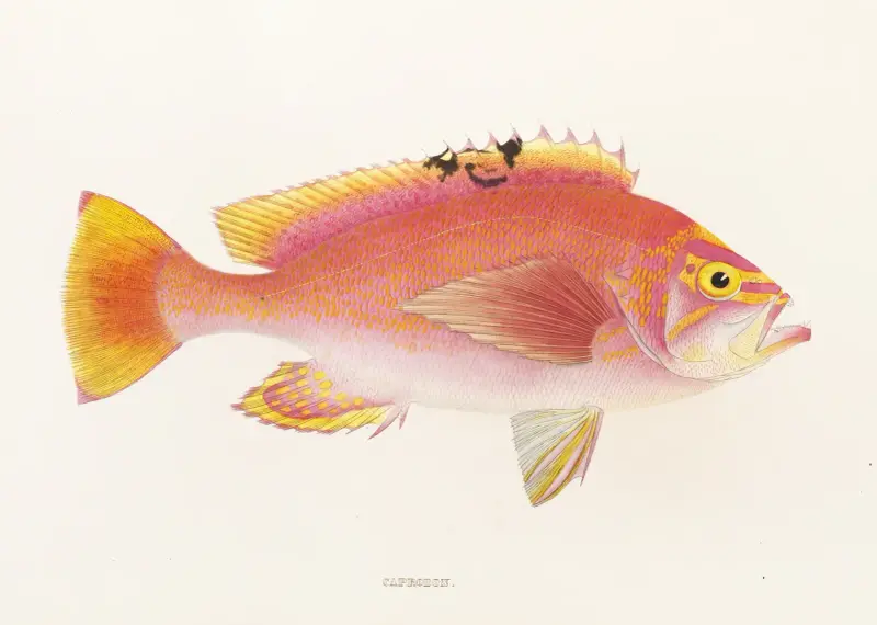 Fauna japonica Pl.043 av Philipp Franz Balthasar von Siebold