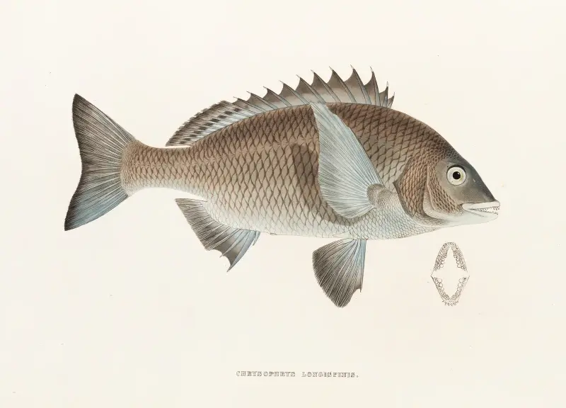 Fauna japonica Pl.045 av Philipp Franz Balthasar von Siebold