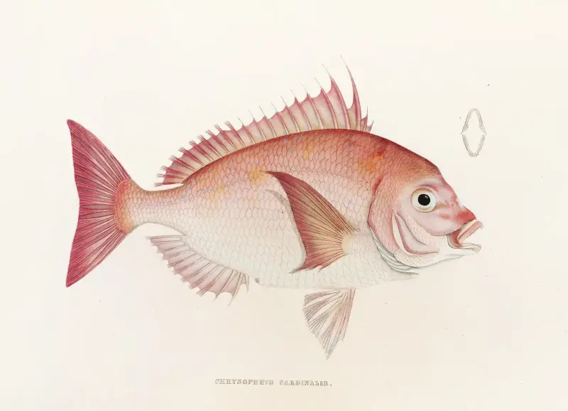 Fauna japonica Pl.046 av Philipp Franz Balthasar von Siebold