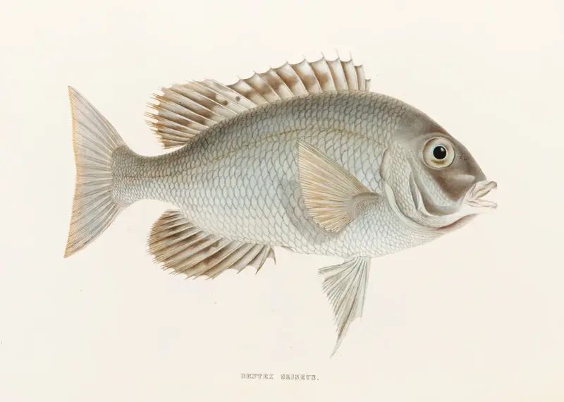 Fauna japonica Pl.049 av Philipp Franz Balthasar von Siebold