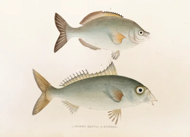 Fauna japonica Pl.053 av Philipp Franz Balthasar von Siebold